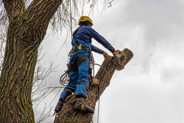 Best Tree Risk Assessment  in Mayfield, PA